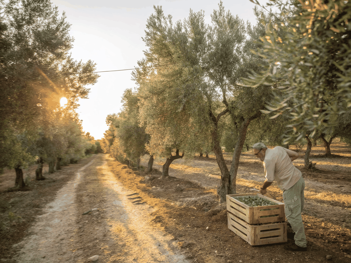 Sunlit Italian olive grove and rustic wheels of aged cheese